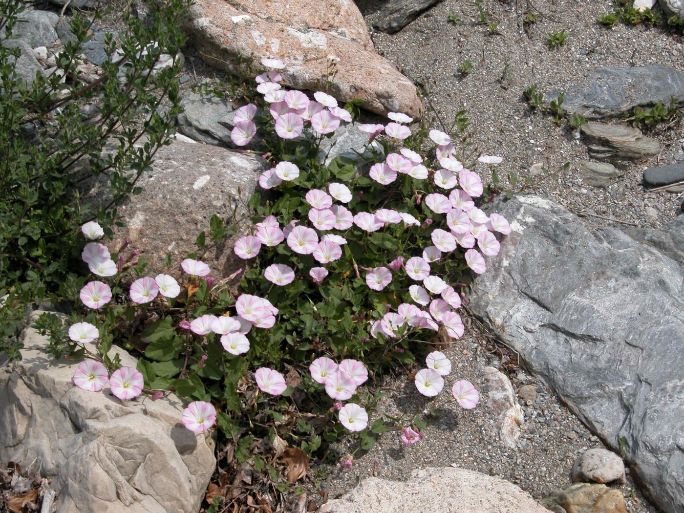 Bindweed, Lesser plant